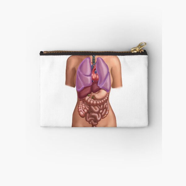Item preview, Female anatomy with organs Illustration designed and sold by ScienceSource.