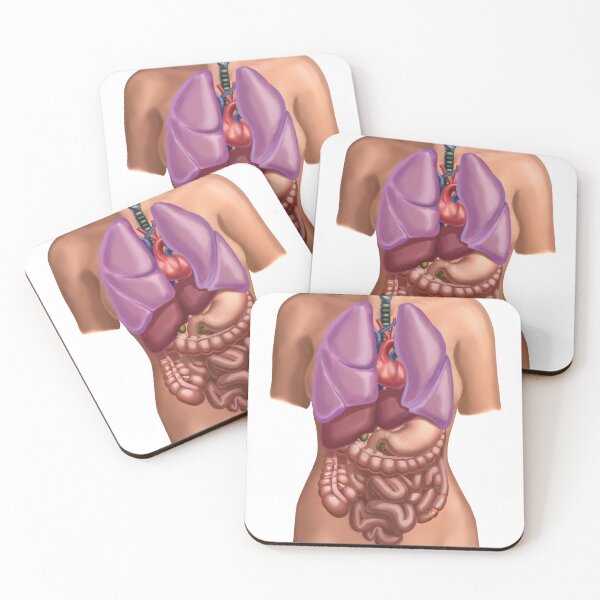 Item preview, Female anatomy with organs Illustration designed and sold by ScienceSource.
