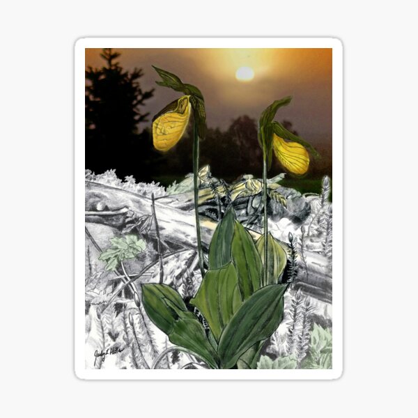 Yellow Lady's Slippers Sticker