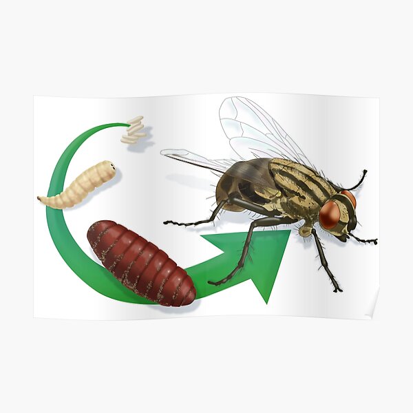 "Life Cycle of a House Fly, Pupa, Larva and Eggs" Poster for Sale by