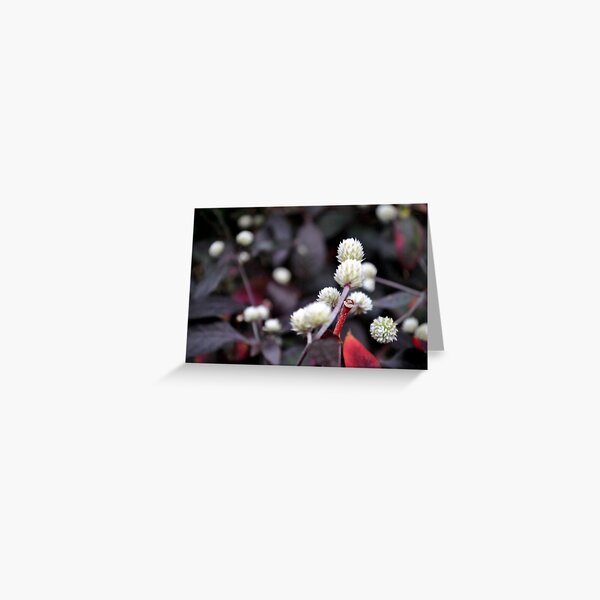 Altemanthera 'Purple Knight' Greeting Card