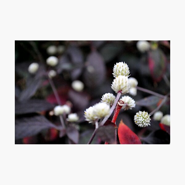 Altemanthera 'Purple Knight' Photographic Print