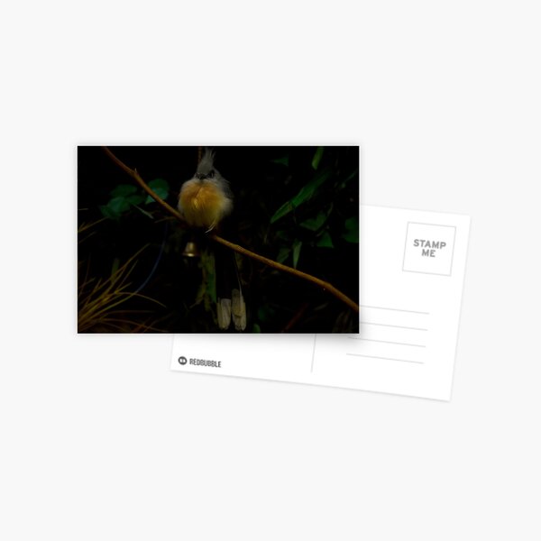 Angry Bird Postcard