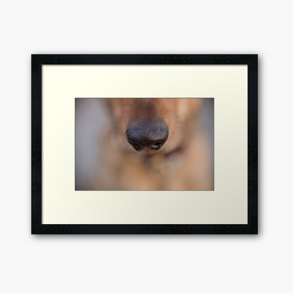 Curious nose Framed Art Print