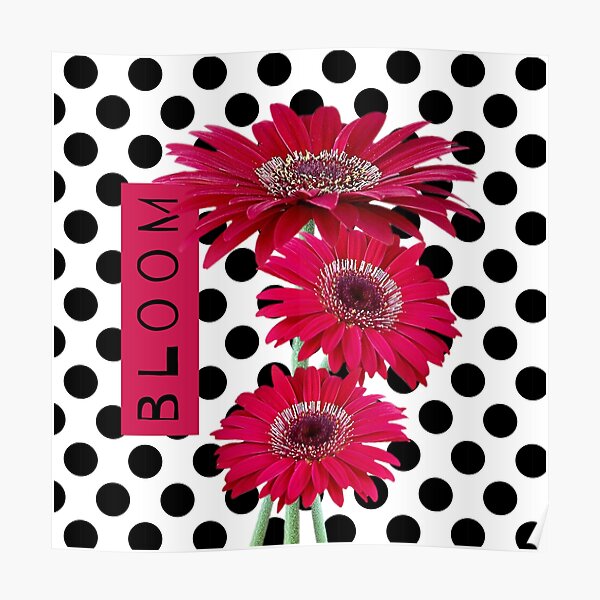 BLOOM! Gerbera Daisies Poster