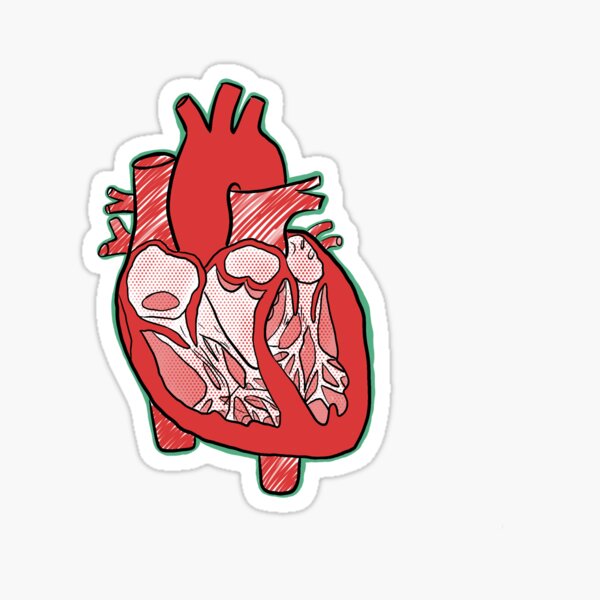 "Heart Anatomical" Sticker by amsaatucsd Redbubble