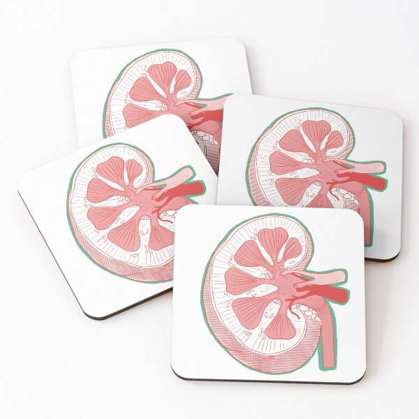 Item preview, Kidney Anatomical designed and sold by amsaatucsd.