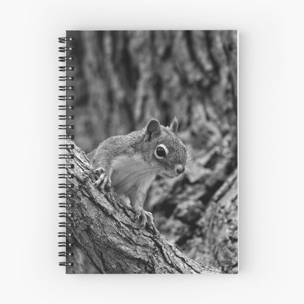 Item preview, Sqirrel Life, Curiosity designed and sold by mfsphotographs.