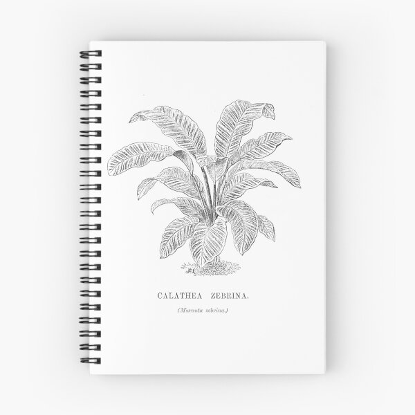 Item preview, Calathea Zebrina Plant designed and sold by TheBearandBunny.