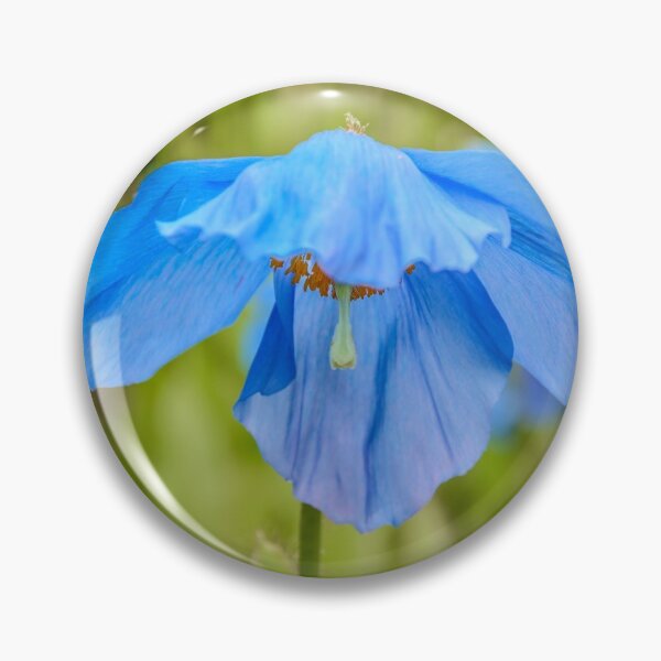 Item preview, Blue Poppy, Edinburgh Botanical Gardins, Scotland designed and sold by Beth A.  Richardson.