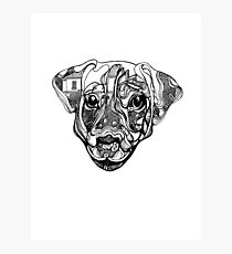 Nure- the dog Photographic Print