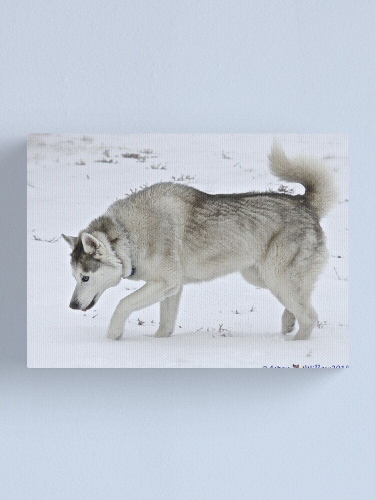 siberian husky in snow