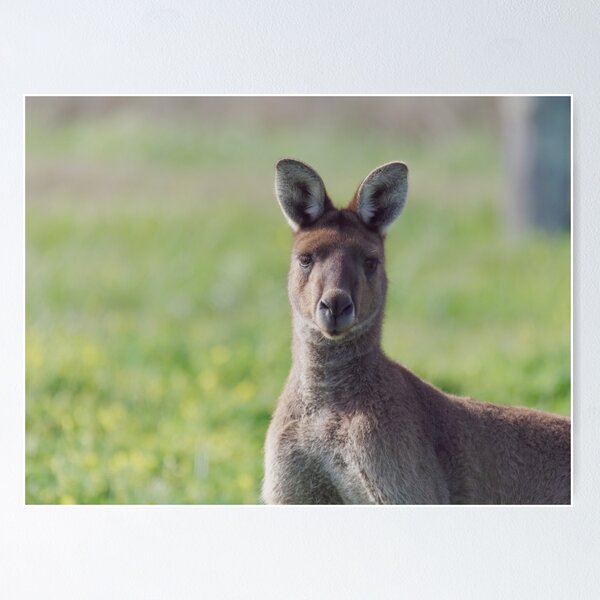Item preview, Australian kangaroo male in the outback designed and sold by hendrikspix.
