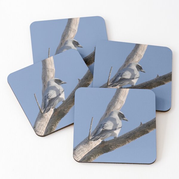Item preview, Cuckooshrike native bird in the wild designed and sold by hendrikspix.
