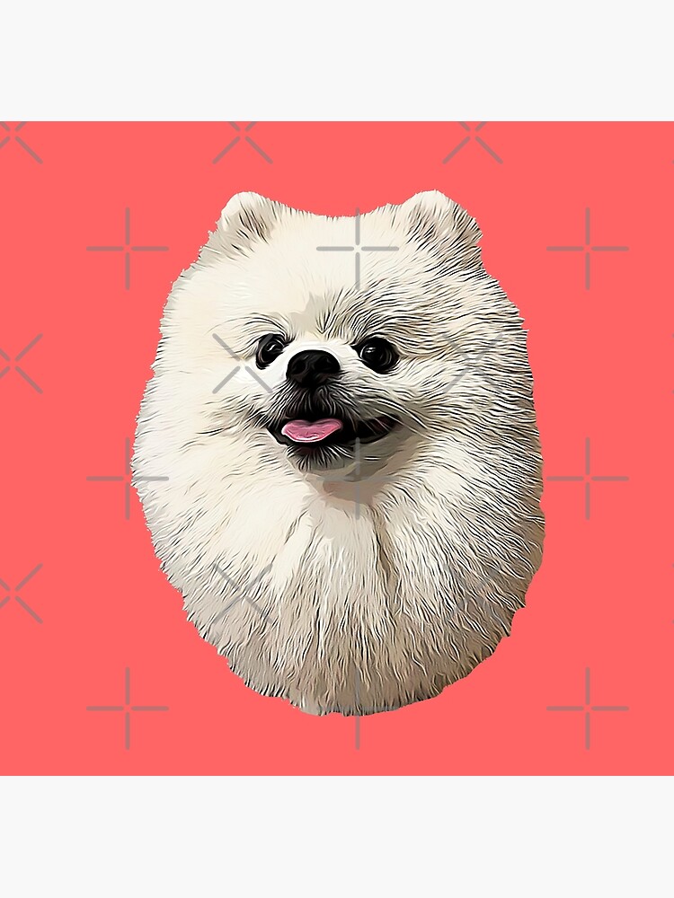 lindo cachorro pomerania blanco