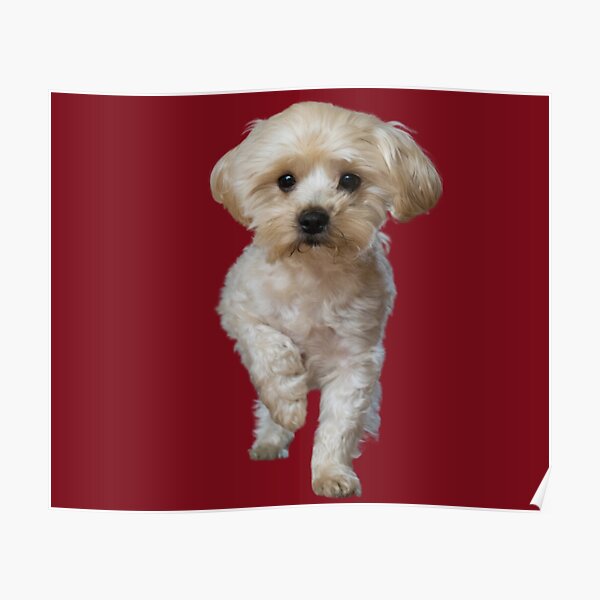 "Bolognese Dogs,Cute maltese,bolognese dog." Poster by Theshinningsun