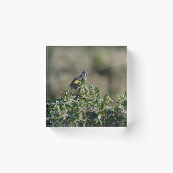 Item preview, Australian honeyeater ontop of a bush designed and sold by hendrikspix.