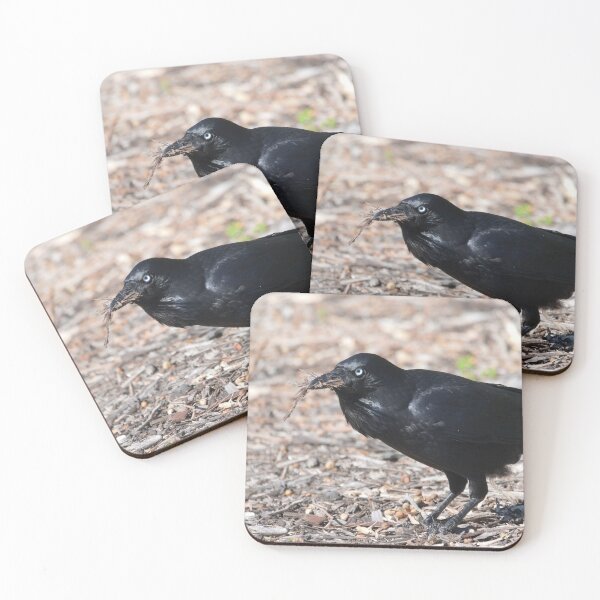 Item preview, Australian Raven getting sticks for its nest designed and sold by hendrikspix.