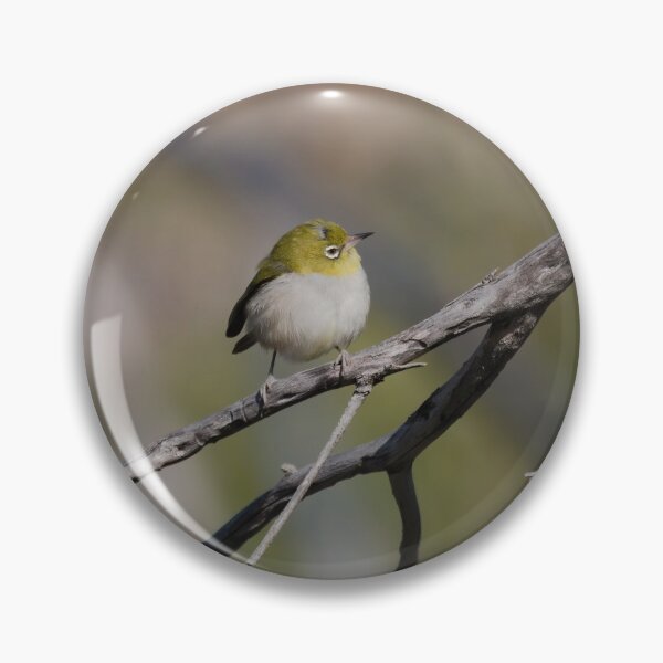 Artikelvorschau, Einheimischer westaustralischer Vogel namens Silvereye auf einem Ast entworfen und verkauft von hendrikspix.