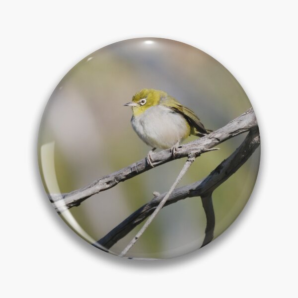 Artikelvorschau, Einheimischer westaustralischer Vogel namens Silvereye auf einem Ast entworfen und verkauft von hendrikspix.
