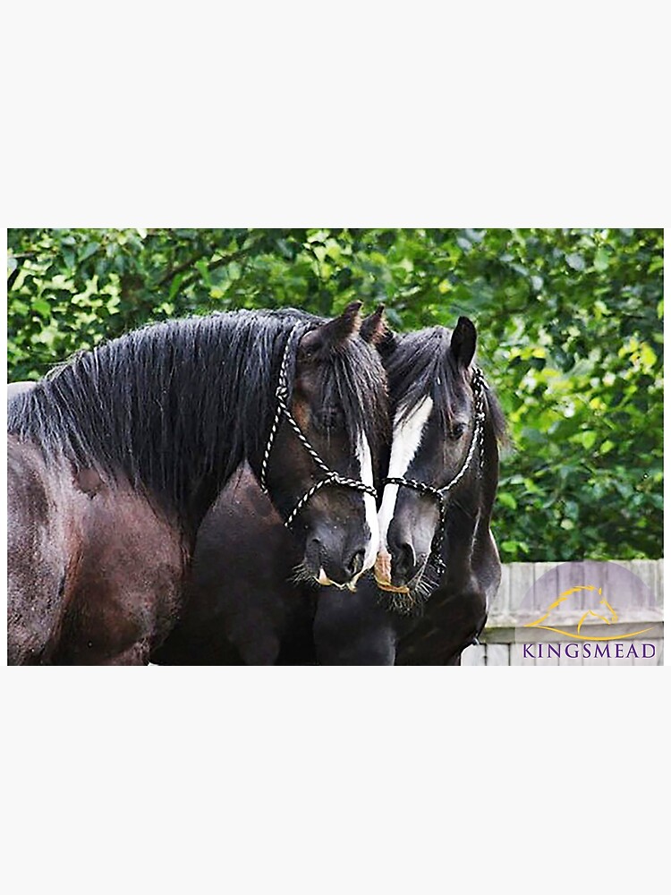 Axl and eddie by KingsmeadHorses