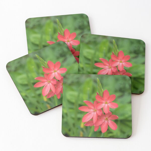 Item preview, Three Bold Pink River Lily Blooms - Exotic South African Beauties in a Garden designed and sold by Georgia Mizuleva.