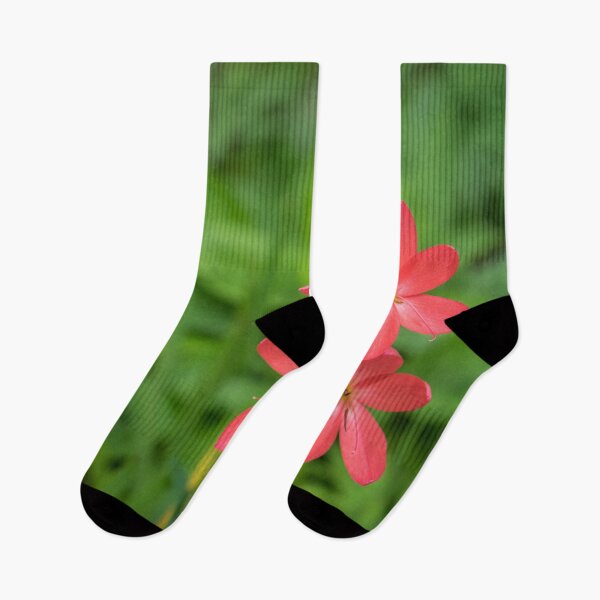 Item preview, Three Bold Pink River Lily Blooms - Exotic South African Beauties in a Garden designed and sold by Georgia Mizuleva.