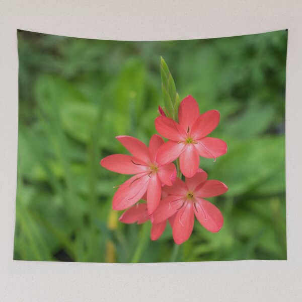 Item preview, Three Bold Pink River Lily Blooms - Exotic South African Beauties in a Garden designed and sold by Georgia Mizuleva.