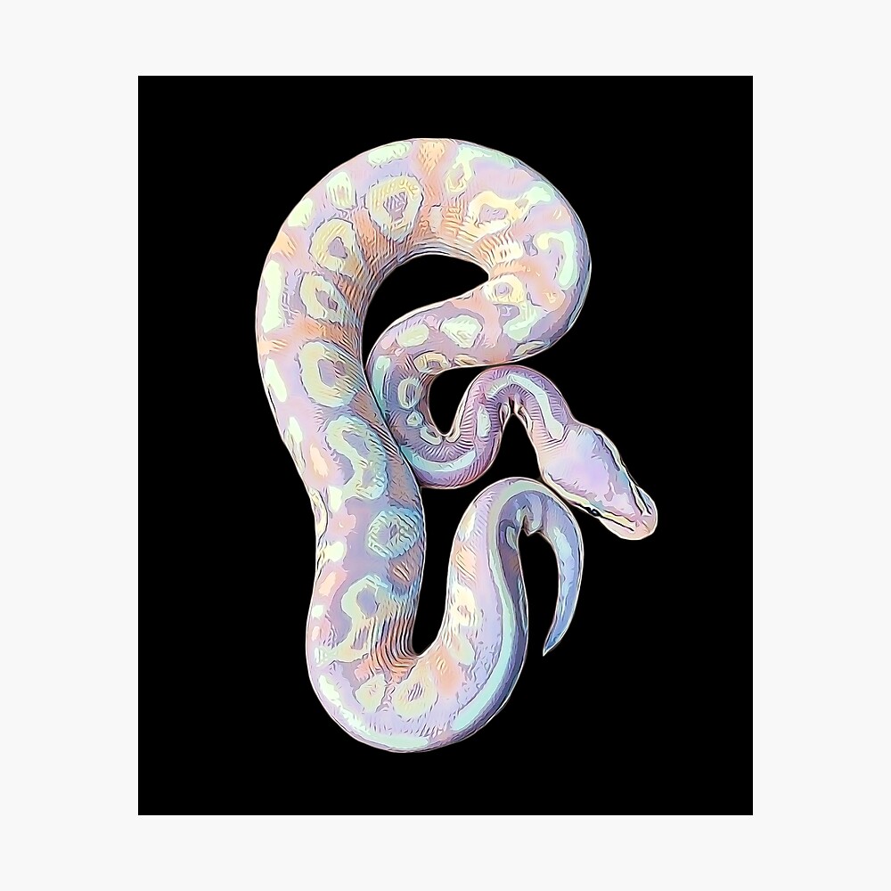 Ball Python Axanthic Pied Snake Poster for Sale by Elarex