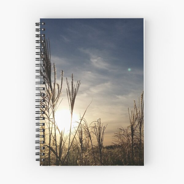 Item preview, Reed field and sunset designed and sold by BL0814ART.