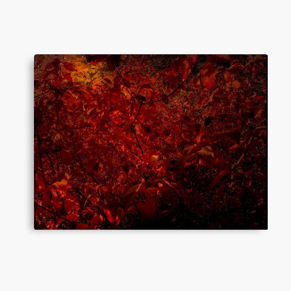 Red fire forest Canvas Print