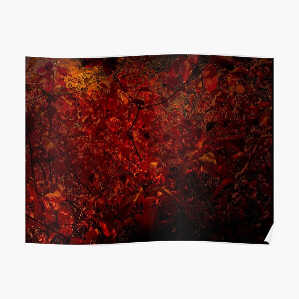 Red fire forest Poster