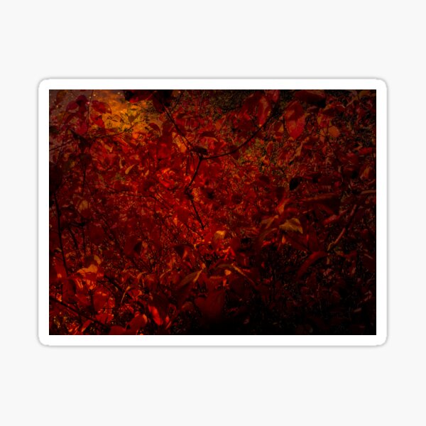 Red fire forest Sticker