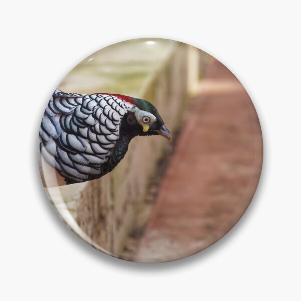 Item preview, Lady Amherst Pheasant looking for food designed and sold by hendrikspix.