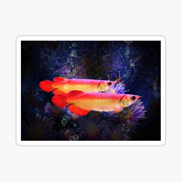 Item preview, Two Golden Red Asian Arowana Fish designed and sold by Digital-designs.