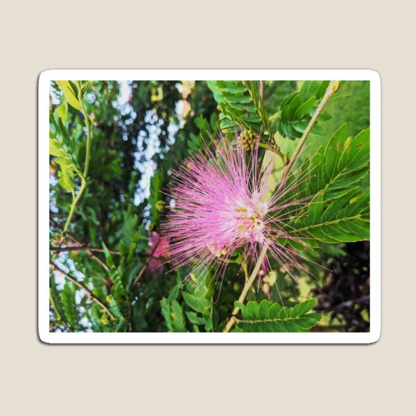 Mimosa Magnets Redbubble