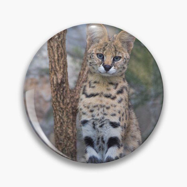 Item preview, Serbia. Belgrade. Zoo. Serval. designed and sold by vadim19.
