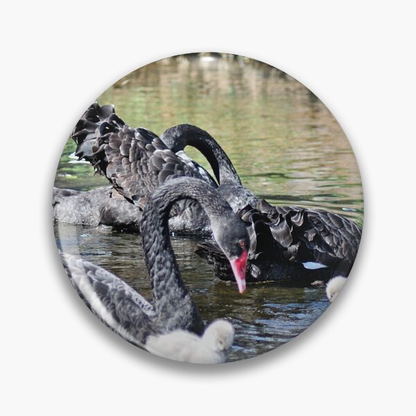 Item preview, Black Swans and Cygnets designed and sold by rosiephotos.