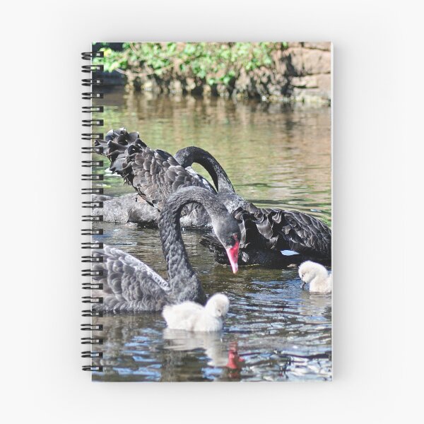 Item preview, Black Swans and Cygnets designed and sold by rosiephotos.
