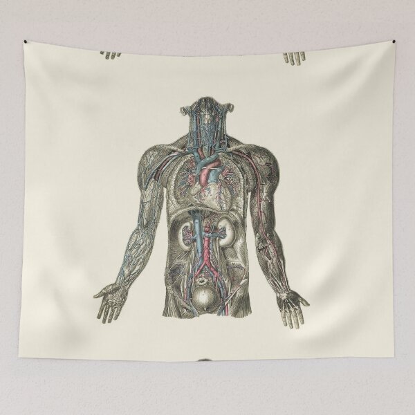 Item preview,  human heart and vascular structure designed and sold by 42youbest.
