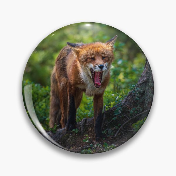 Item preview, Sleepy Fox Yawning designed and sold by reinah.