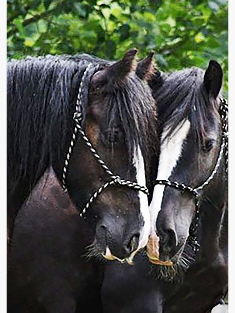 Axl and eddie by KingsmeadHorses