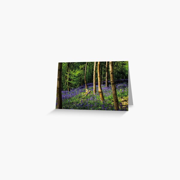 Sunlit Springtime Bluebell Woodland Greeting Card