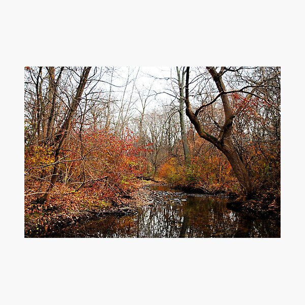 After the First Frost Photographic Print