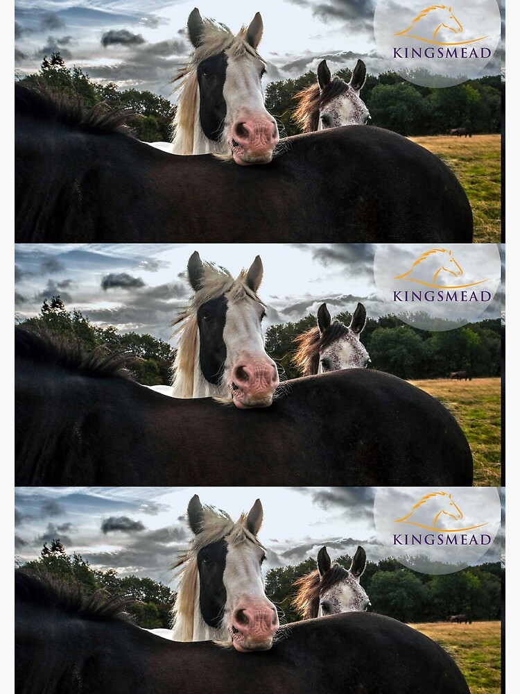 Kingsmead Horses by KingsmeadHorses