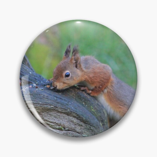Item preview, squirrel nutkin finds breakfast designed and sold by CallyM.