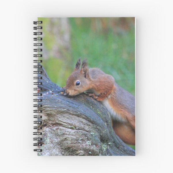 Item preview, squirrel nutkin finds breakfast designed and sold by CallyM.