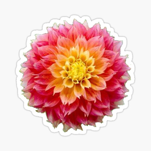Item preview, Pink Dahlia designed and sold by toddbrooney.