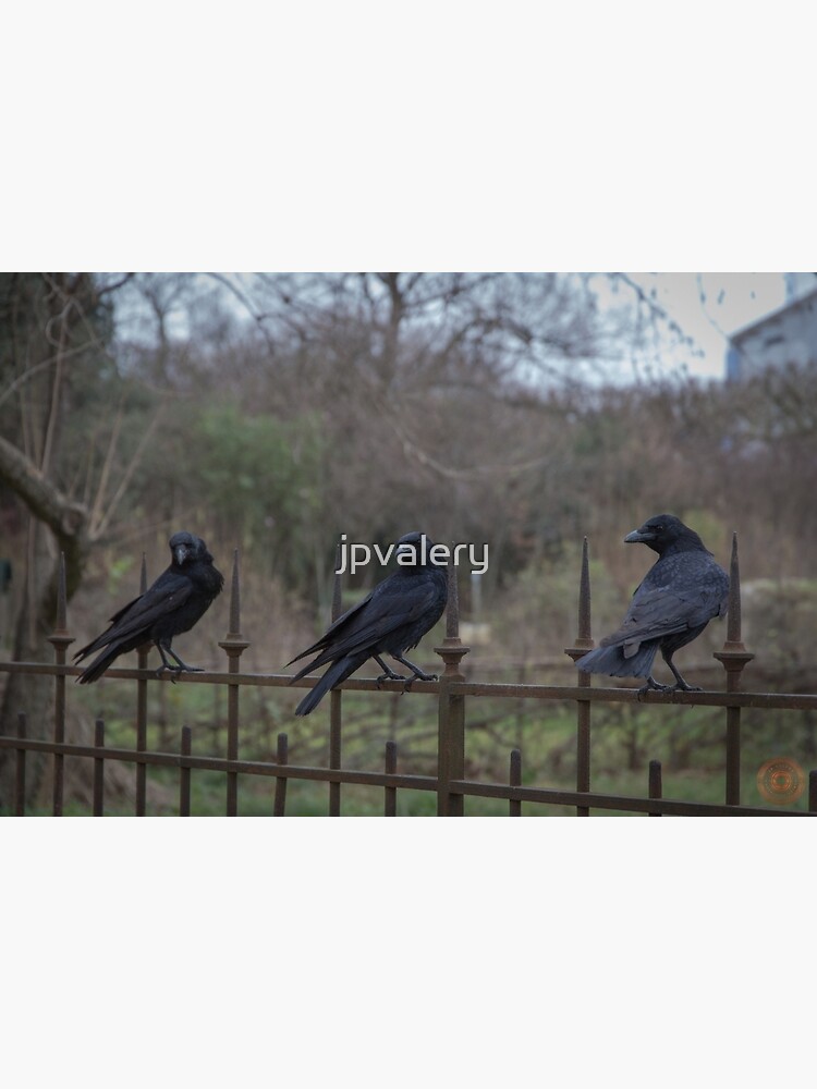 Murder of Crows - Paris by jpvalery
