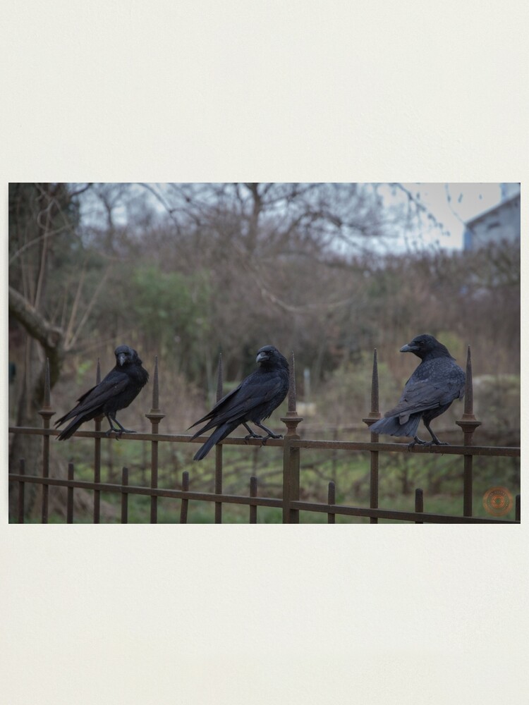 Alternate view of Murder of Crows - Paris Photographic Print
